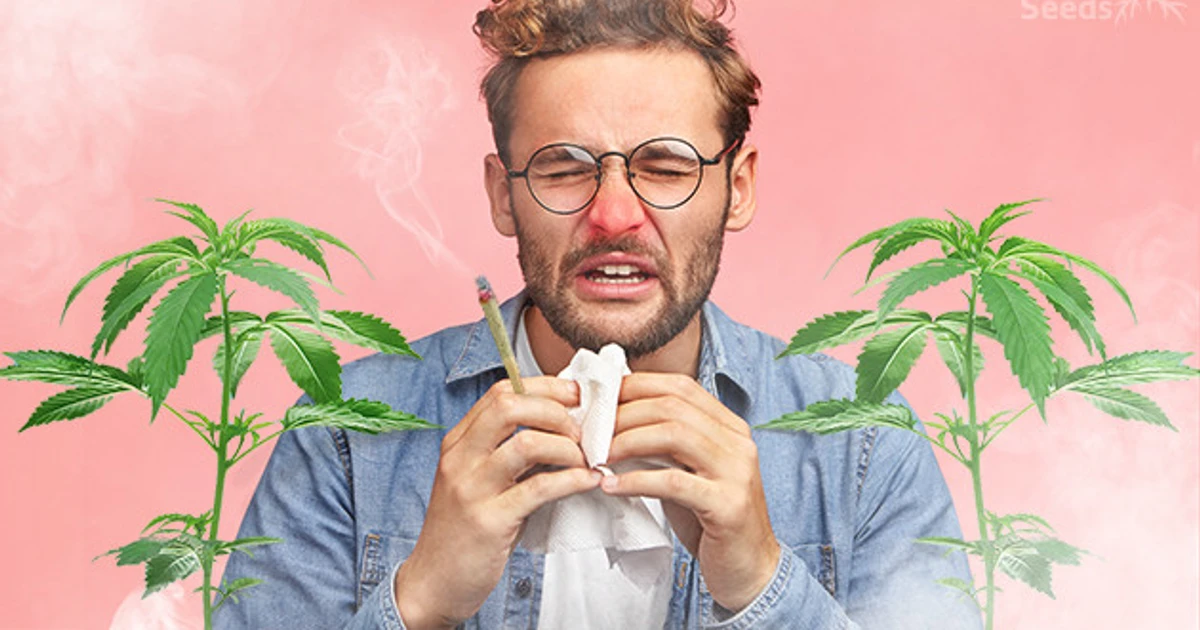 Cannabis Allergy: Can You Be Allergic To Cannabis?